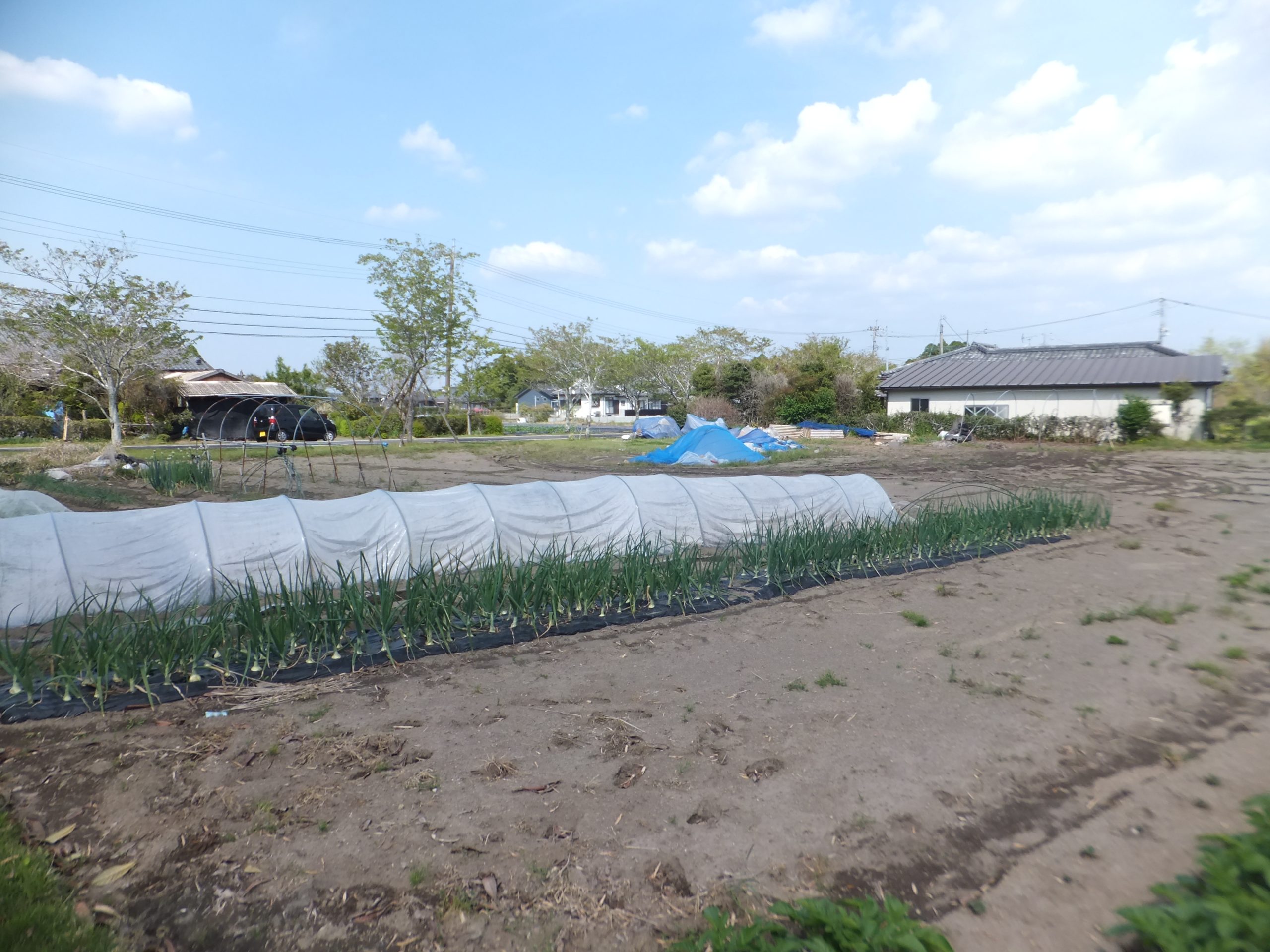 売土地 横市町317.93坪 480万 建築条件ナシ